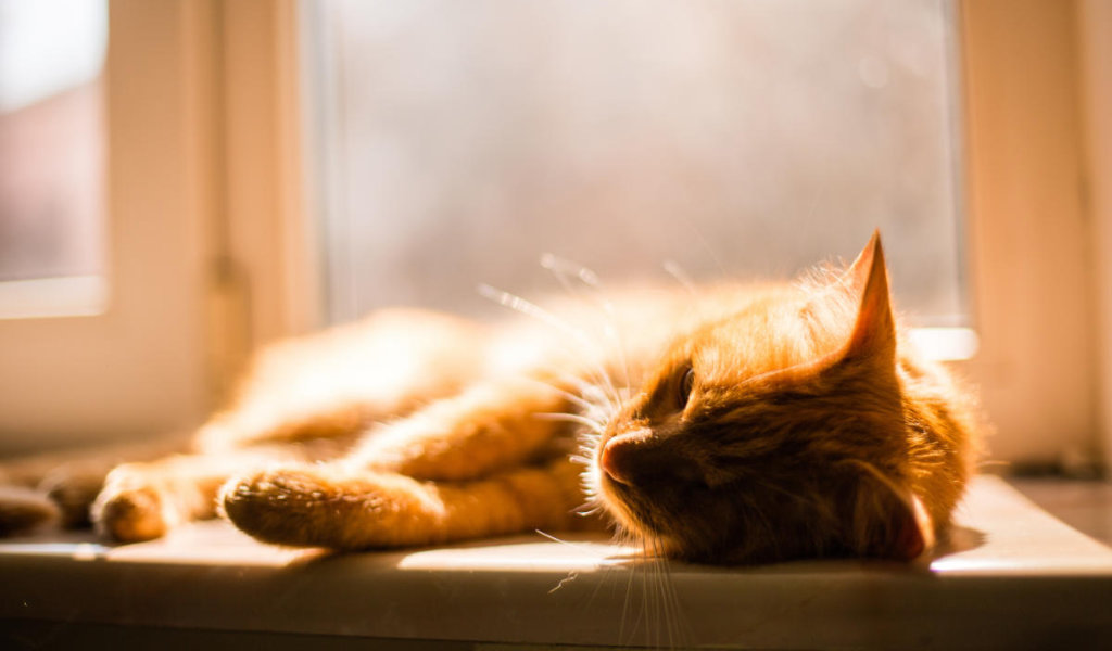A cat sleeping in a sunny window